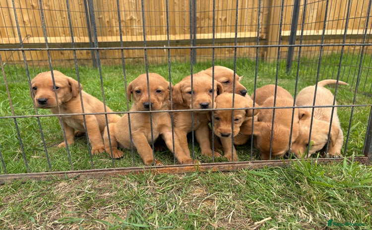 Labrador Retriever dogs - Advert 9