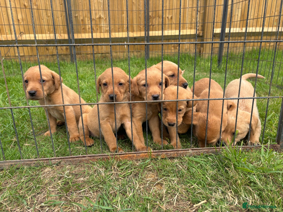 Labrador Retriever dogs for sale: Labrador Retriever Puppies  - Image 1