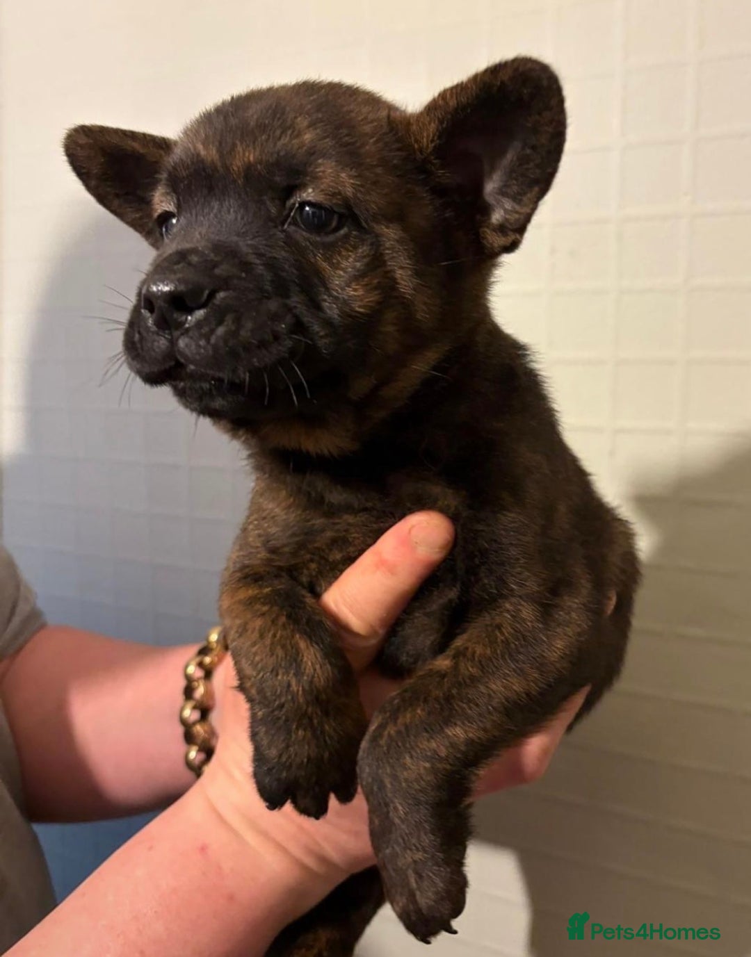 Mixed Breed dogs for sale: Adorable Frow Frow puppies ready now  - Advert 12