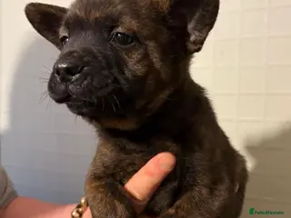 Mixed Breed dogs Adorable Frow Frow puppies ready now - Advert 6