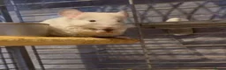 Chinchilla rodents for sale: Male and Female White Mosaic Chinchilla babies - Advert 7