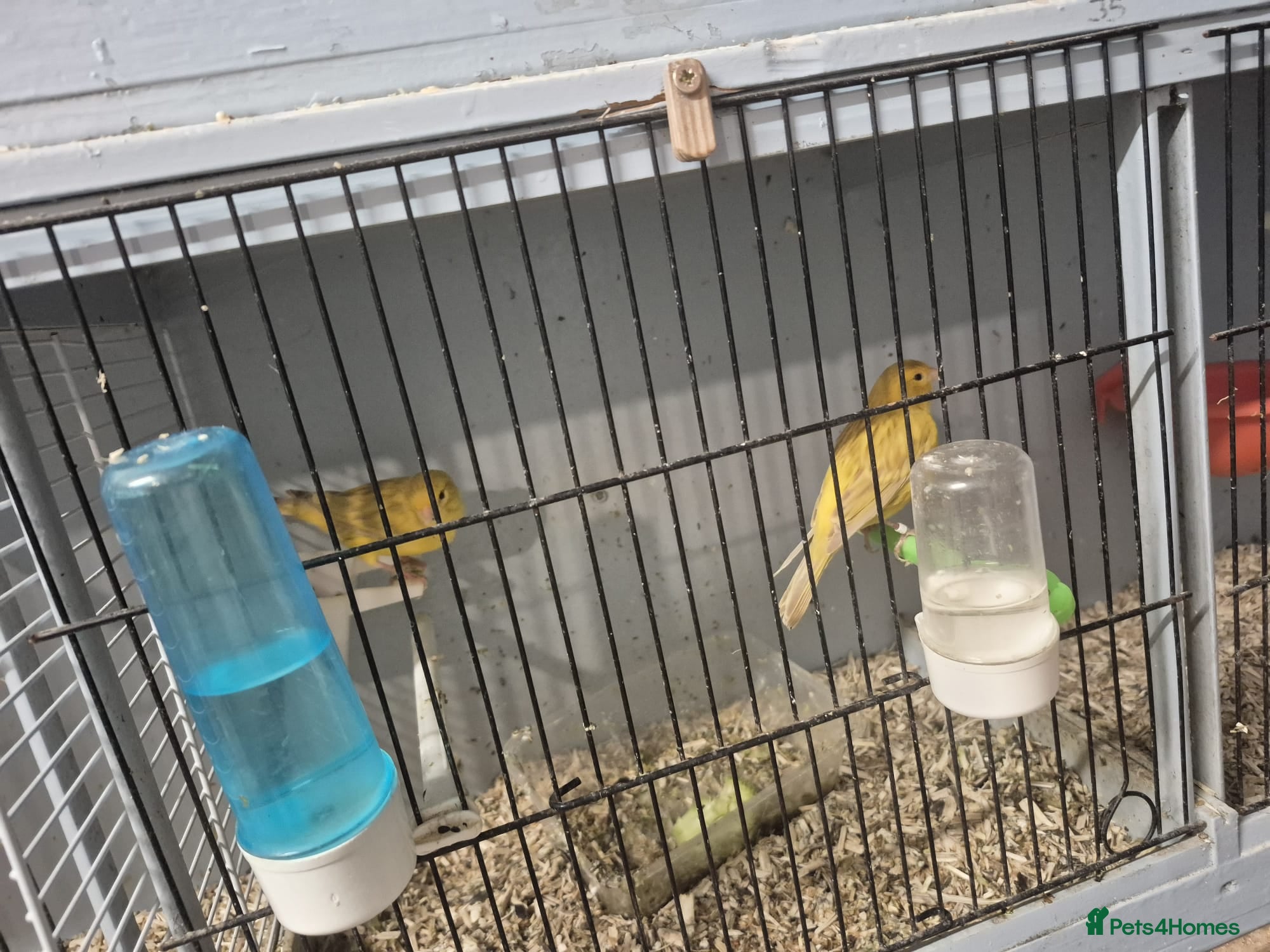 Mixed Breed birds Mixed - Advert 5