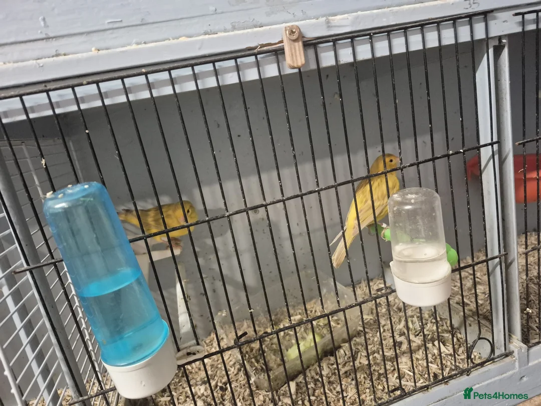 Mixed Breed birds for sale: Mixed - Advert 1