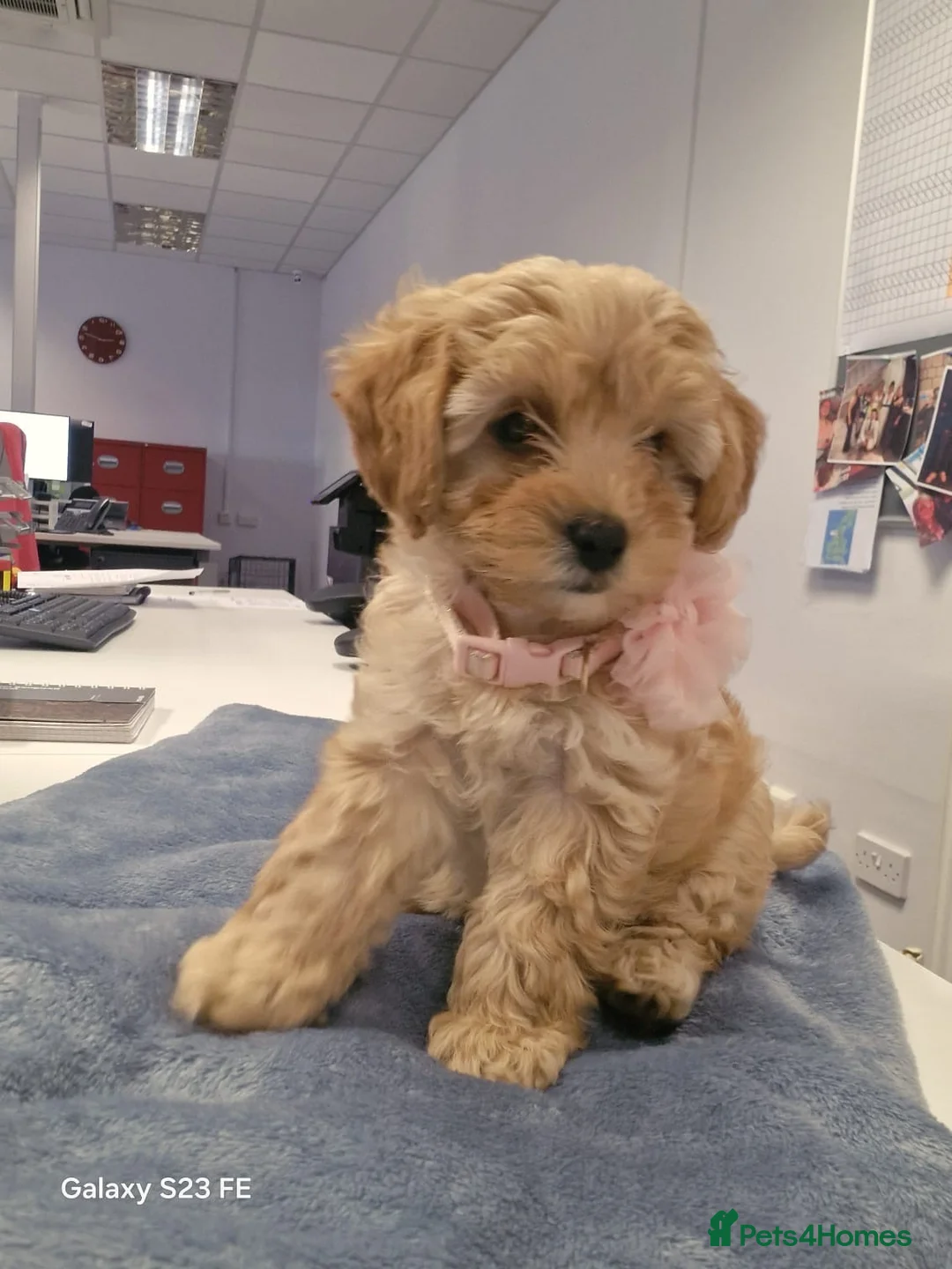 Cavapoo dogs for sale: Cavapoo - Advert 1