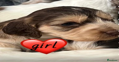 Cocker Spaniel dogs - Advert 10