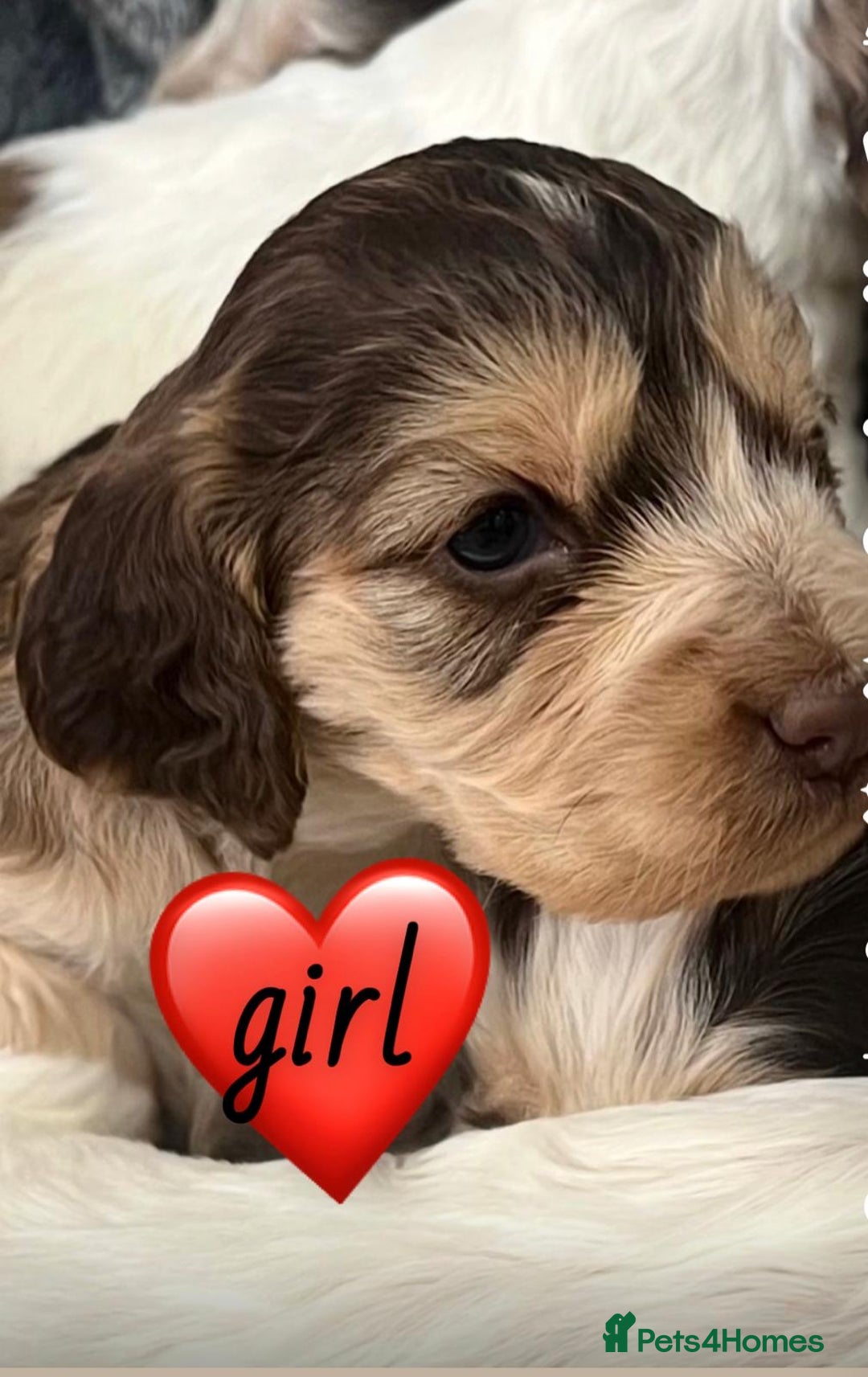 Cocker Spaniel dogs for sale: True show cocker spaniel pups  - Image 4