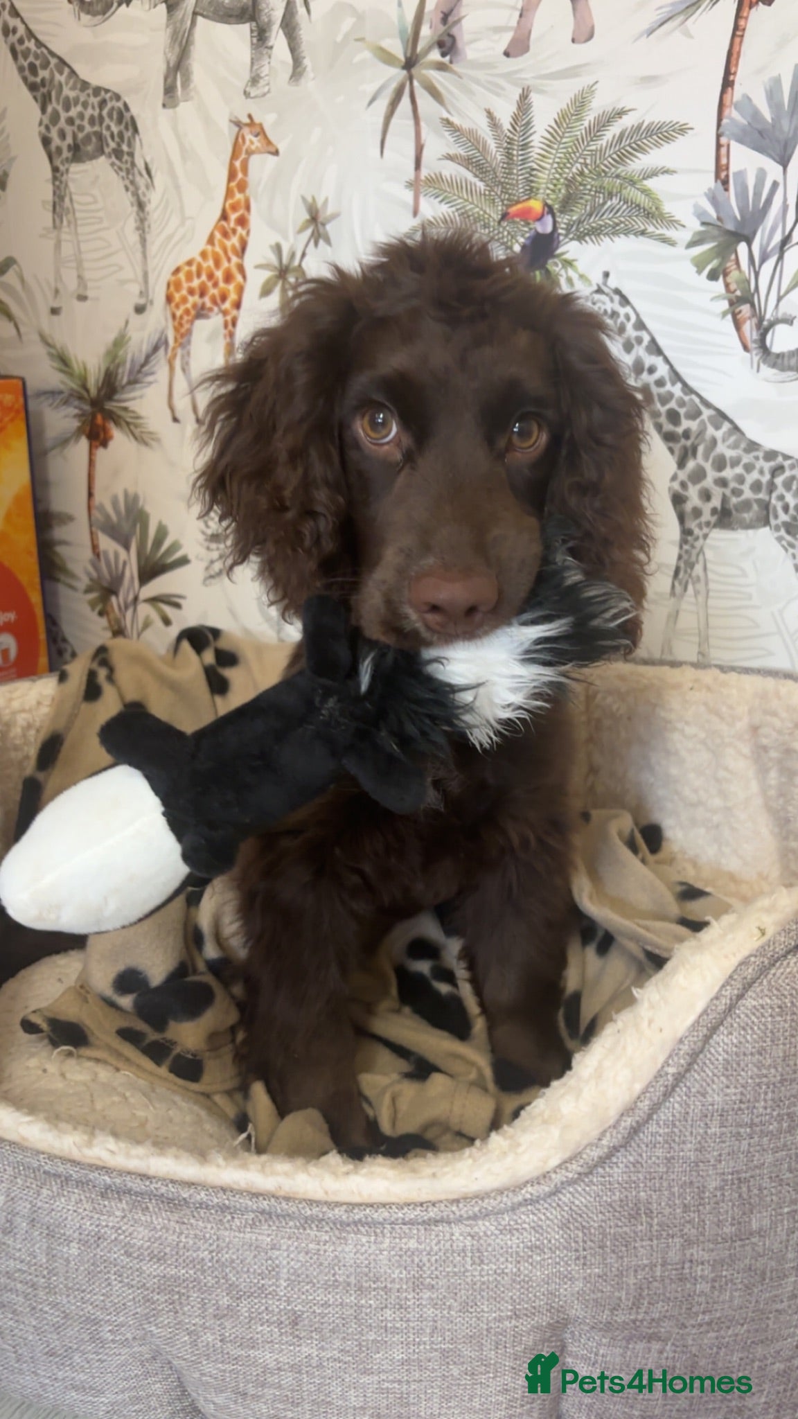 Cocker Spaniel dogs Chocolate brown cocker spaniel  - Advert 3