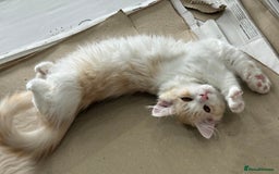 Munchkin cats for sale: ⭐️⭐️-3x TICA Munchkins - Super Short Legs-⭐️⭐️  - Image 30