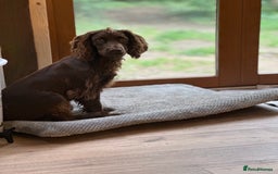 Cocker Spaniel dogs for sale: Cocker Spaniel Puppies looking for the best homes - Image 16
