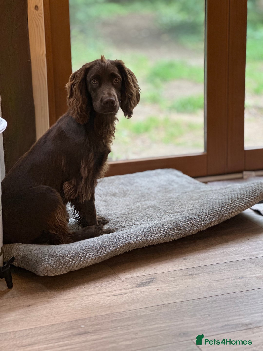 Cocker Spaniel dogs for sale: Cocker Spaniel Puppies looking for the best homes - Image 16