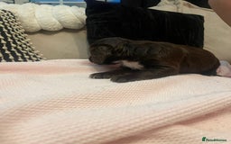 Cockapoo dogs for sale: 4 Stunning and Healthy cockapoos *2 girls 2boys* - Image 22