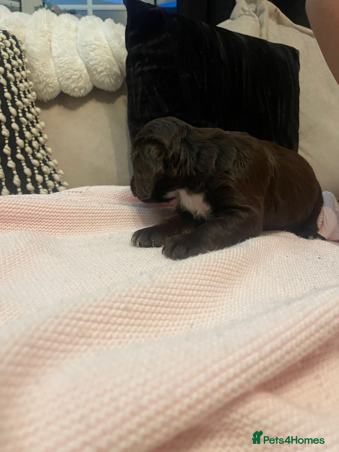 Cockapoo dogs for sale: 4 Stunning and Healthy cockapoos *2 girls 2boys* - Image 22