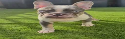 French Bulldog dogs for sale: Last two females ready this weekend, KC Registered - Advert 22