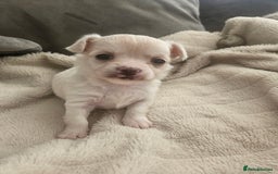 Chihuahua dogs for sale: Beautiful Chihuahua pups - Image 14