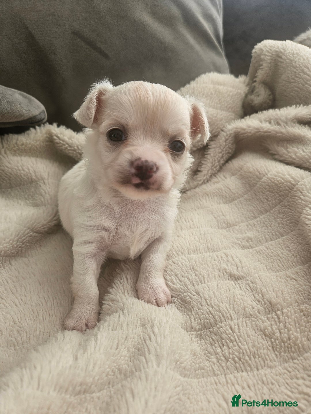 Chihuahua dogs for sale: Beautiful Chihuahua pups - Image 14