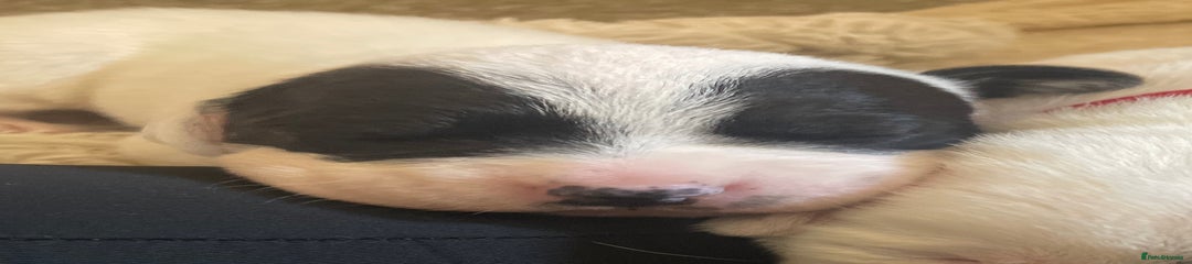 Mixed Breed Puppy 5