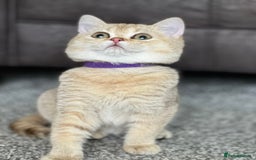 British Shorthair cats for sale: Stunning British shorthair NY 12 kittens - Image 24