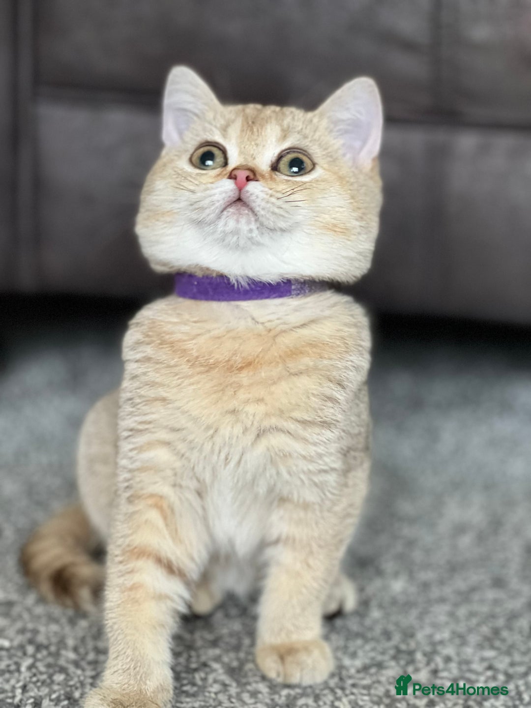British Shorthair cats for sale: Stunning British shorthair NY 12 kittens - Image 24