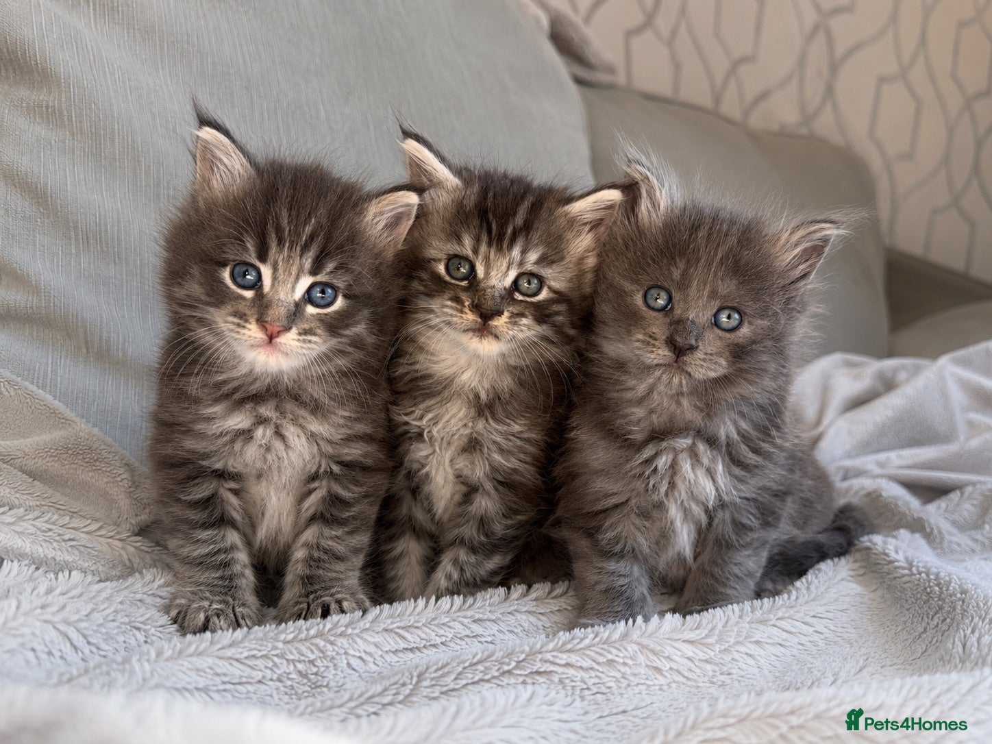 Maine Coon cats TICA Registered Maine Coon Kittens  - Advert 16