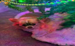Chihuahua dogs for sale: Female Chihuahua  - Image 4