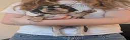 Cocker Spaniel dogs for sale: Mrs Michelle kemp  - Advert 4