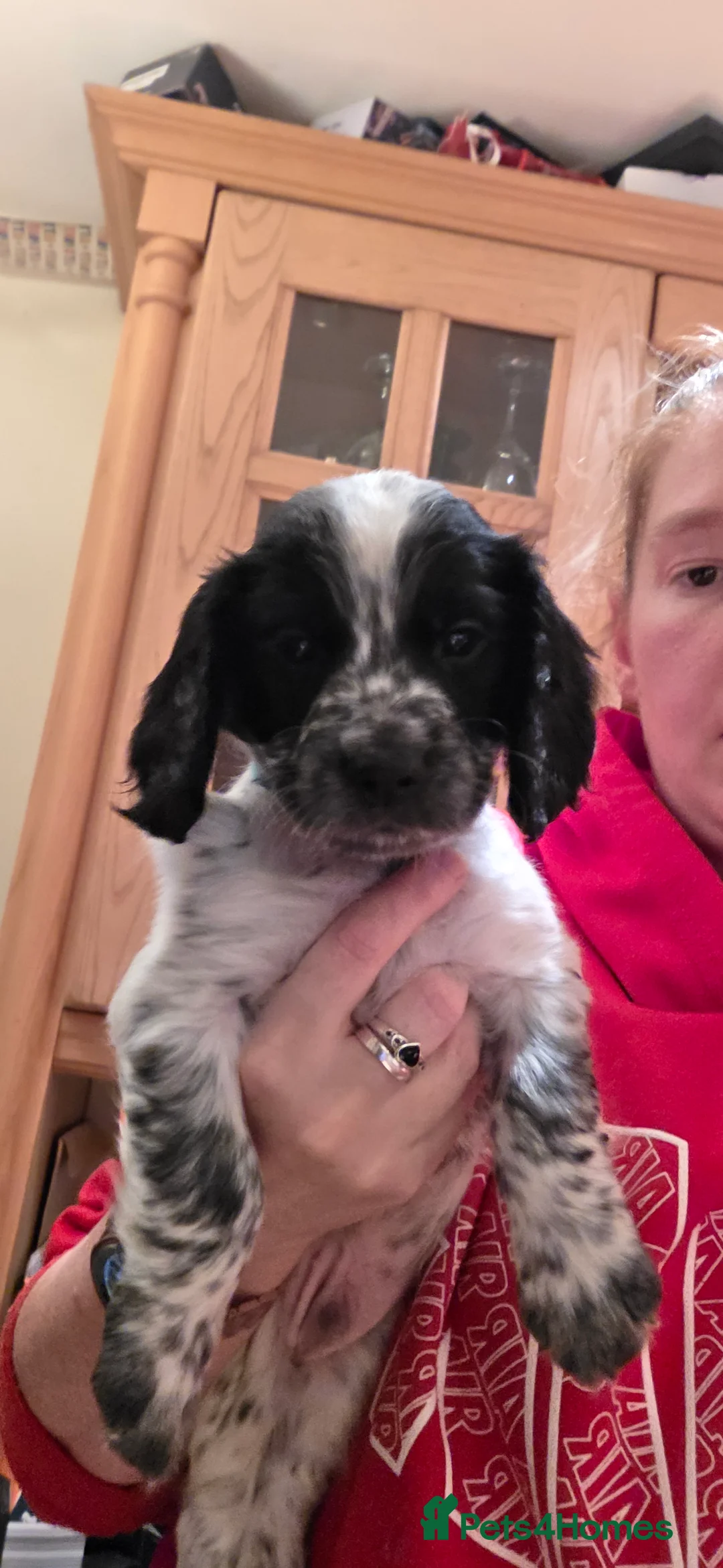 Sprocker dogs for sale: Sprocker puppies  - Advert 5