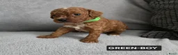 Toy Poodle dogs for sale: STUNNING RED KC TOY POODLE 🤩🐶 - Advert 4
