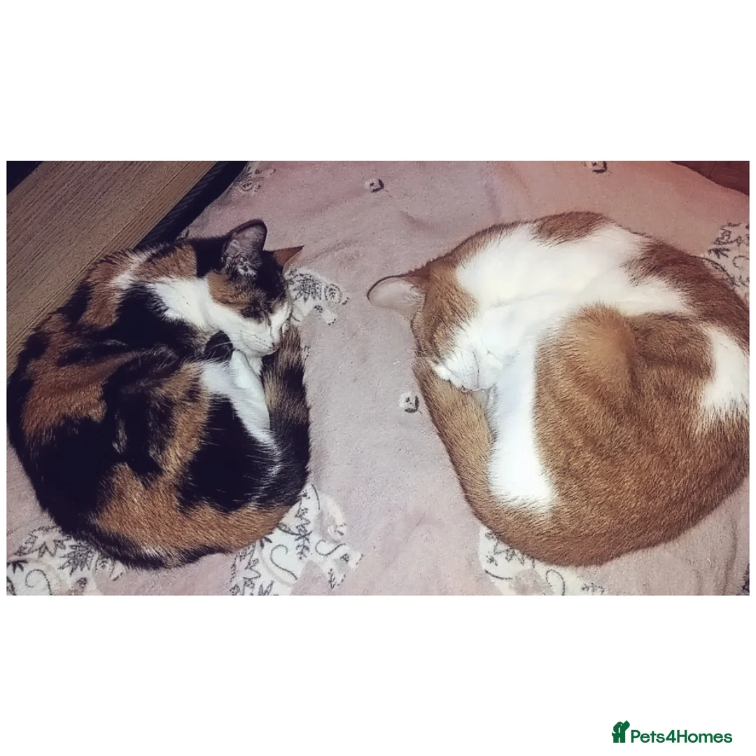 Mixed Breed cats for sale: Beautiful male ginger tabby cat - Advert 3