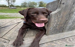 Labrador Retriever dogs for sale: Chocolate Pedigree Labrador Retriever - Image 2