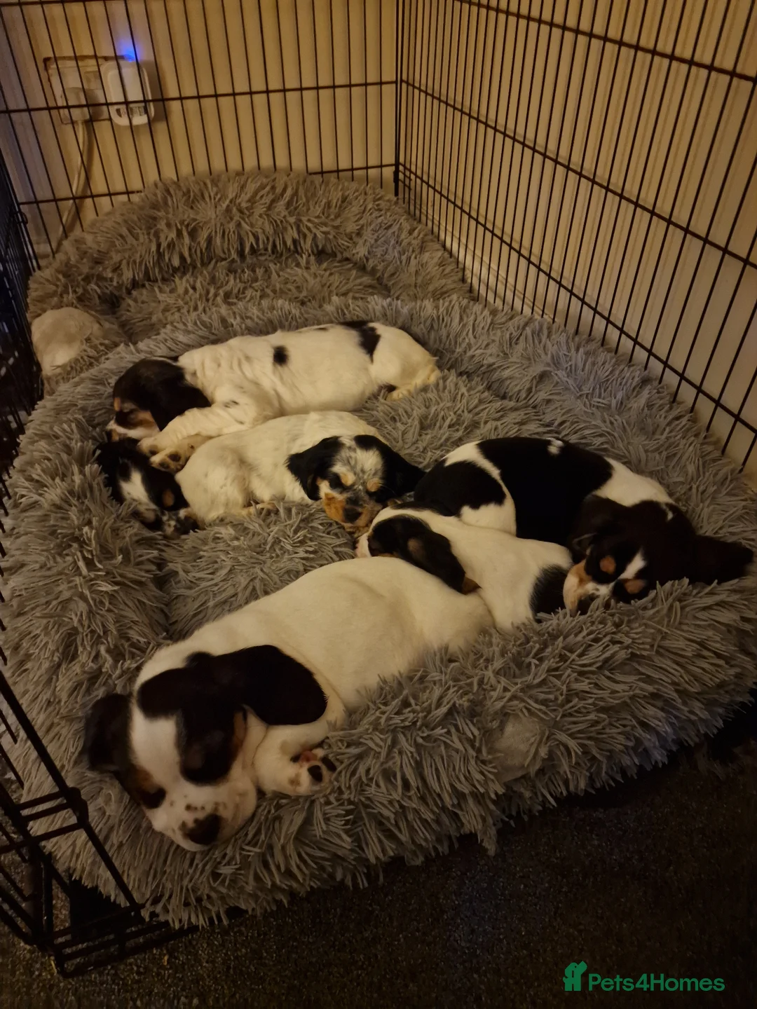 Mixed Breed dogs for sale: Last 2 bocker puppies  - Advert 1