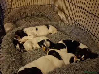 Mixed Breed dogs Last 2 bocker puppies - Advert 2