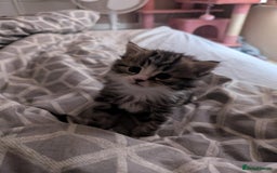 Mixed Breed cats for sale: Siberian mix kitten - Image 8