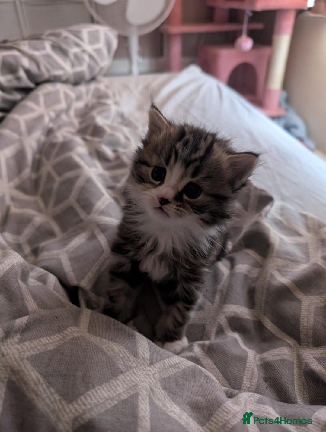 Mixed Breed cats for sale: Siberian mix kitten - Image 8