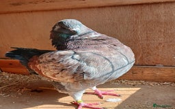 Pigeons birds for sale: Breeding pair modena pigeons   in Pontefract - Image 2