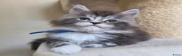 Maine Coon cats for sale: Outstanding Quality shaded line Boys - Advert 8