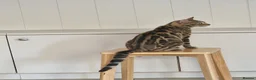 Bengal cats for sale: Bengal cat kitten in Birmingham - Advert 1