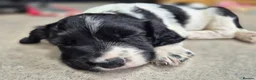 English Springer Spaniel dogs for sale: Stunning working springer spaniels - Advert 13