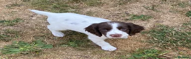 English Springer Spaniel 3