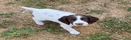 English Springer Spaniel dogs for sale: Exciting Prospects in Ashbourne - Advert 5