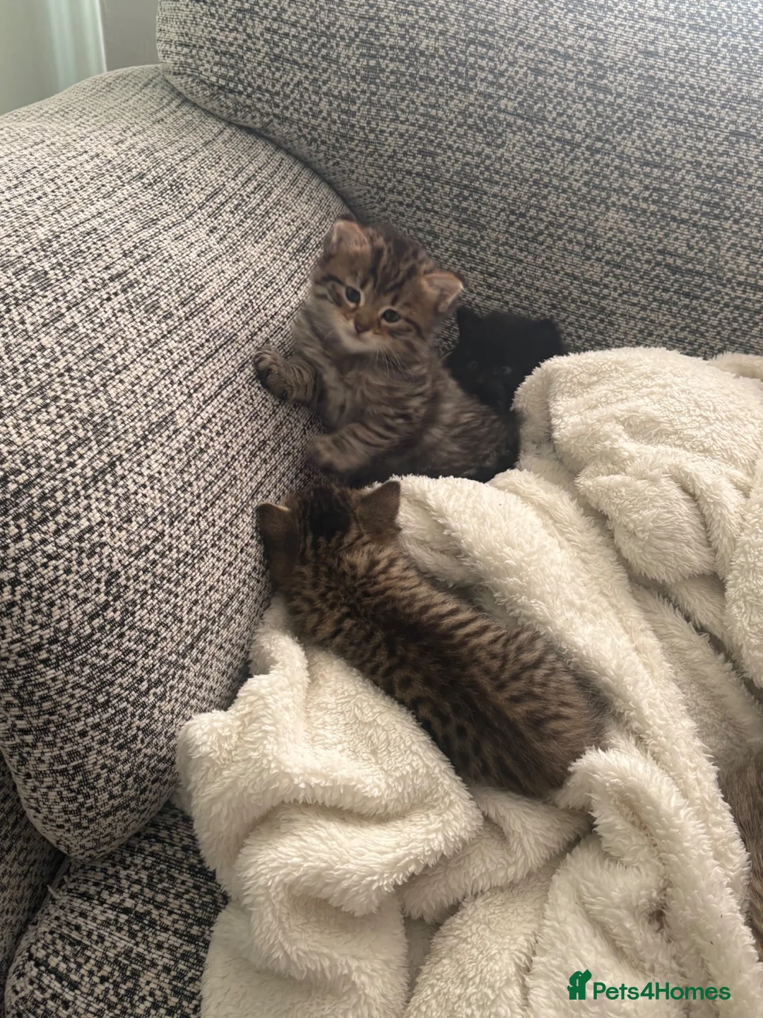 Mixed Breed cats for sale: Kittens  in Crowthorne - Advert 2
