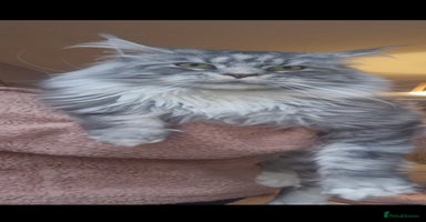Maine Coon cats - Advert 3