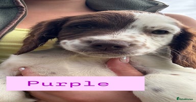 English Springer Spaniel dogs - Advert 14