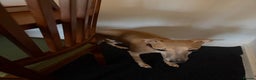 Whippet dogs for sale: Whippets for sale - Advert 7