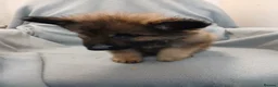 German Shepherd dogs for sale: German Sheperd Puppies in Lincoln - Advert 6