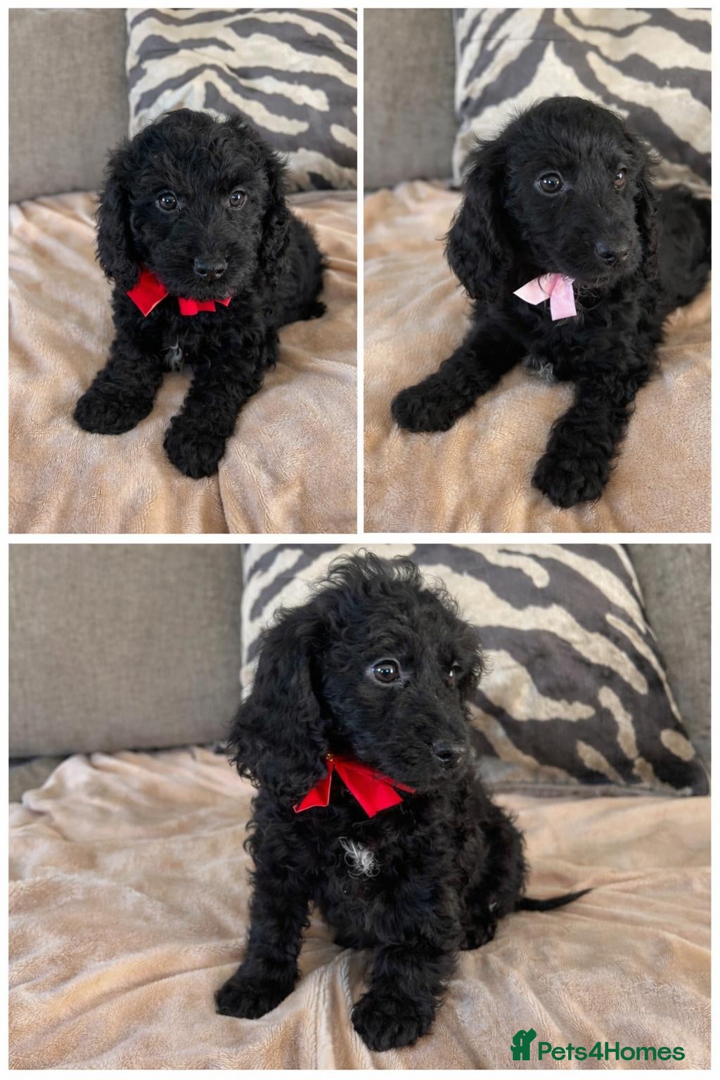 Cockapoo dogs F1 cockapoo puppies  - Advert 1