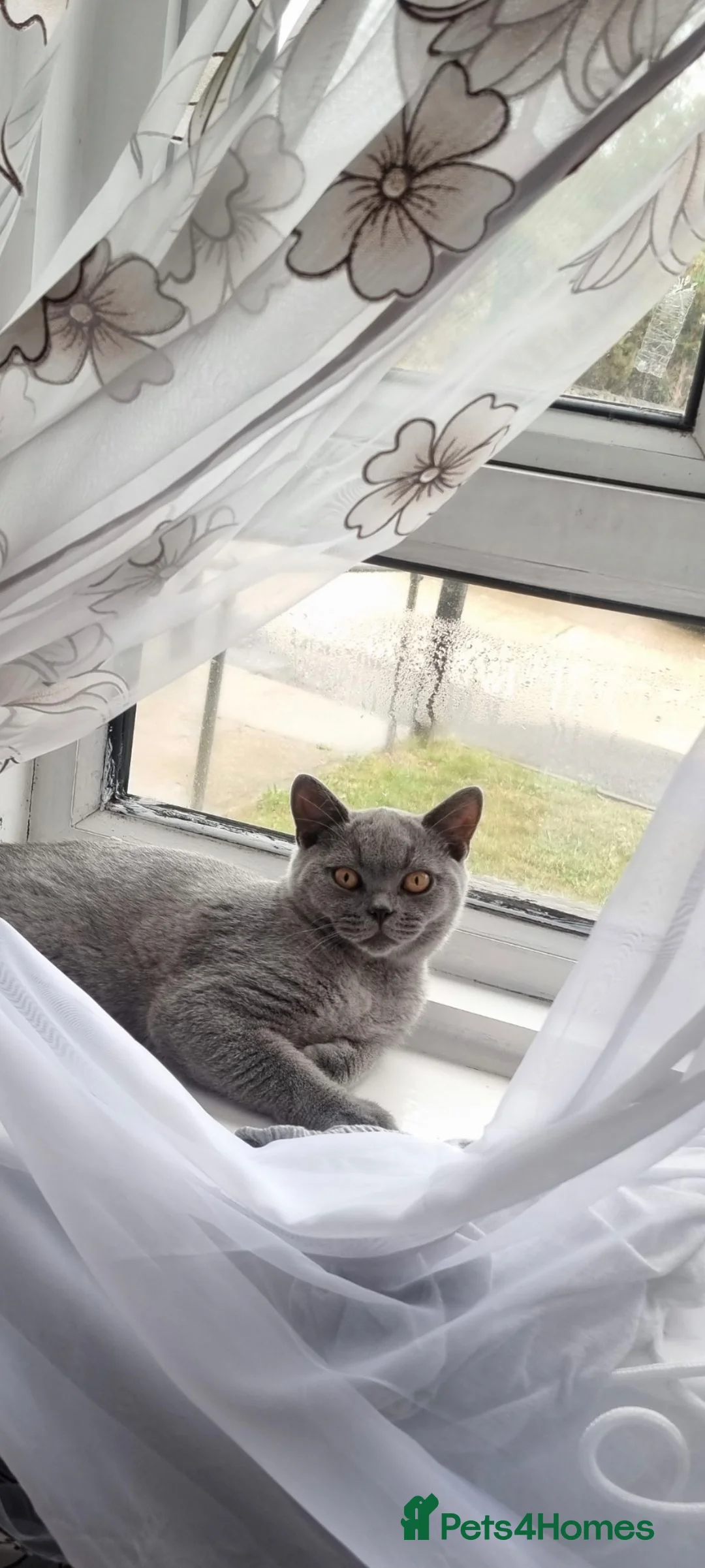 British Shorthair cats for sale: British Short Hair X Scottish Fold in Feltham - Advert 9