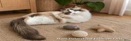 Ragdoll cats for sale: Stunning Ragdoll Kittens – Boys Only  - Advert 10