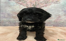 Cockapoo dogs for sale: 🐶*READY NOW*🐶  Stunning show type F1 Cockapoos  - Image 4