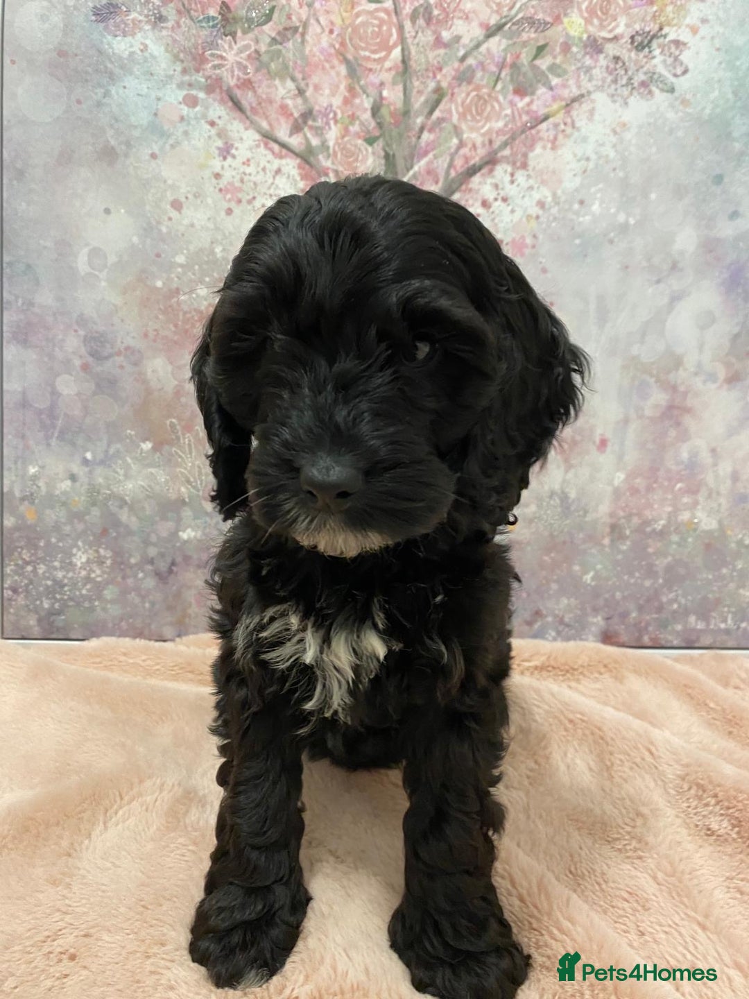 Cockapoo dogs for sale: 🐶*READY NOW*🐶  Stunning show type F1 Cockapoos  - Image 4