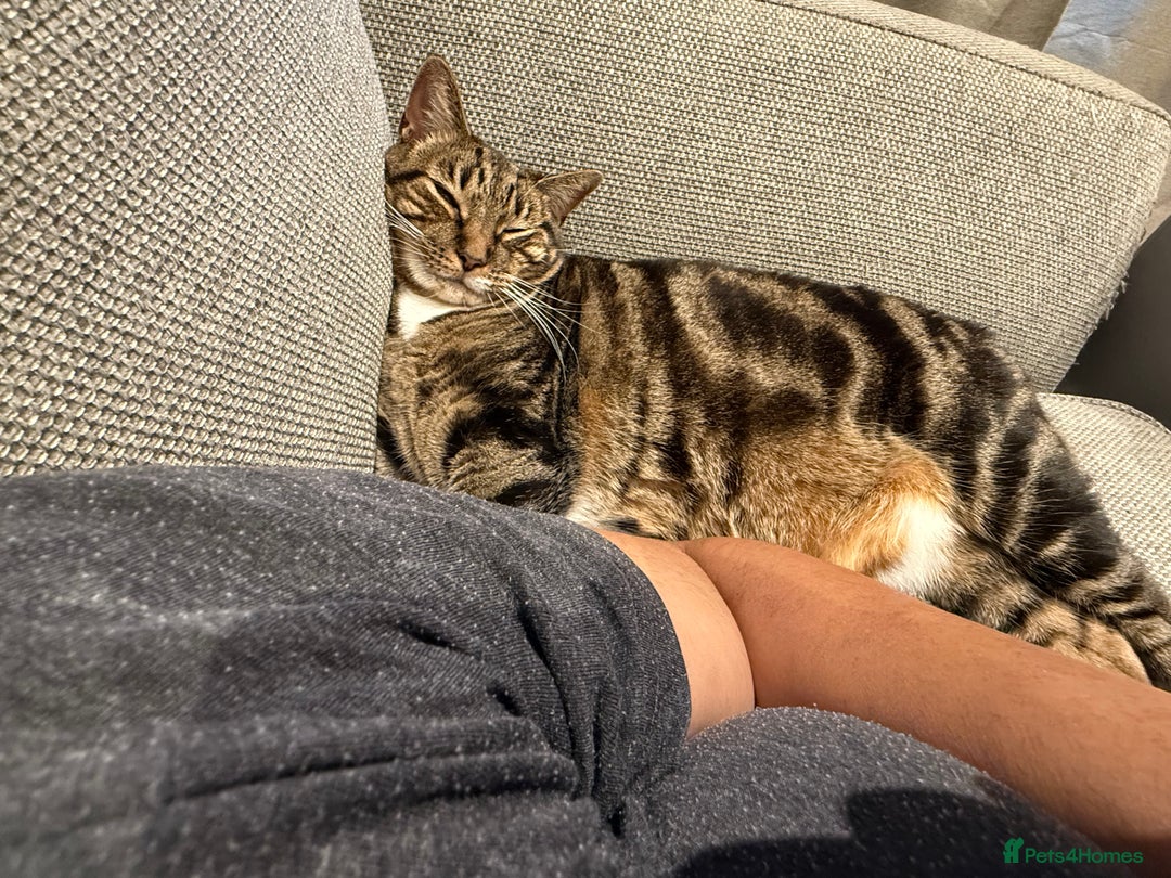 Domestic Shorthair cats for sale: Lovely cat  - Advert 2